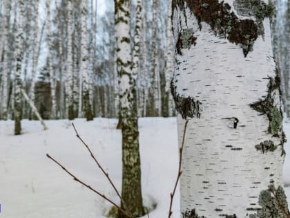 Семь берез незаконно срубили в Томском районе