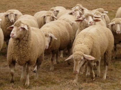 Томская область направит на господдержку сельхозпроизводства 1,5 млрд рублей