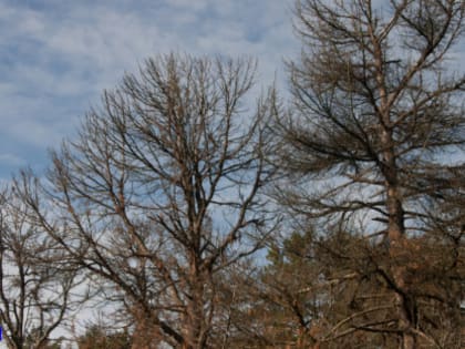 Вырубку томских кедров, поврежденных союзным короедом, планируют провести в июле