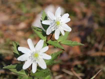 Потепление до плюс 20 градусов ожидается в Томске к 10 мая