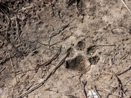 Собаки-спасатели будут помогать в поисках пропавших томичей