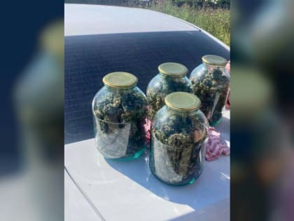 Северчанка на своем участке вырастила 18 кустов конопли