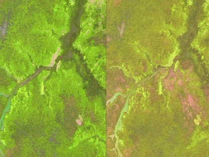 Ведется планирование работ на 2023 год по дистанционным наблюдениям в рамках государственного лесопатологического мониторинга