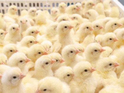 «Сибагро» вошла в число лидеров по производству мяса курицы в России