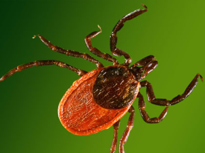 В Северске начинают работать пункты серопрофилактики