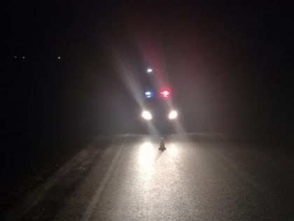 На трассе под Томском водитель Infiniti наехал на мужчину