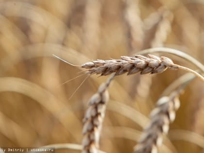Власти: экспорт сельхозпродукции Томской области вырос более чем в 1,5 раза
