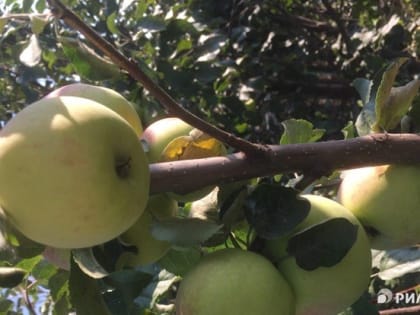 Когда будут Яблочный, Медовый, Ореховый спас: праздники в августе-2023