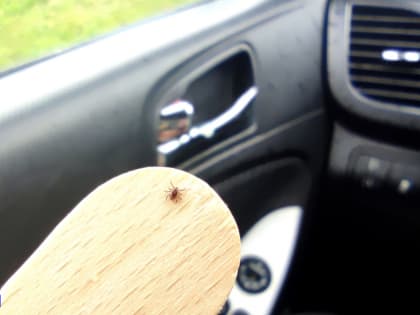 Две тысячи случаев присасывания клещей зафиксировано за неделю в Томской области