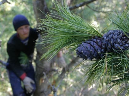 За последнюю неделю в томские больницы были доставлены 12 человек, травмированных при падении с кедров