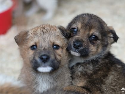 В Томской области могут ввести эвтаназию для бездомных животных