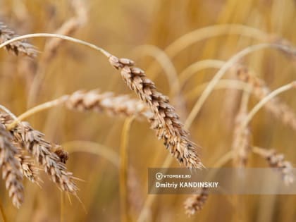 Паводки в Томской области негативно сказываются на урожае