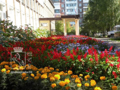 Летом на городских клумбах расцветут бегония, вербена и другие цветы
