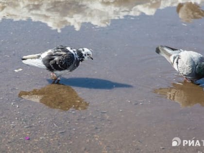 Плюсовая температура ожидает томичей в субботу, возможен снег с дождем