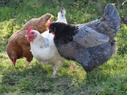 Томская область возобновила экспорт продукции птицеводства в Китай