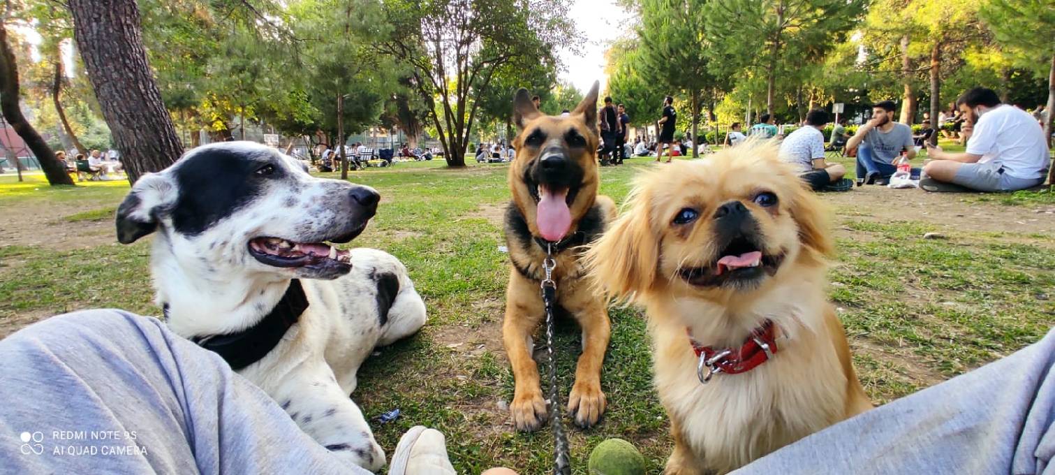 sitter photo