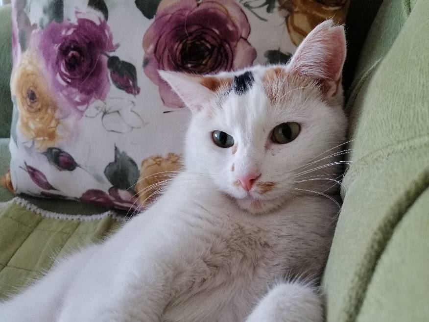 sitter photo