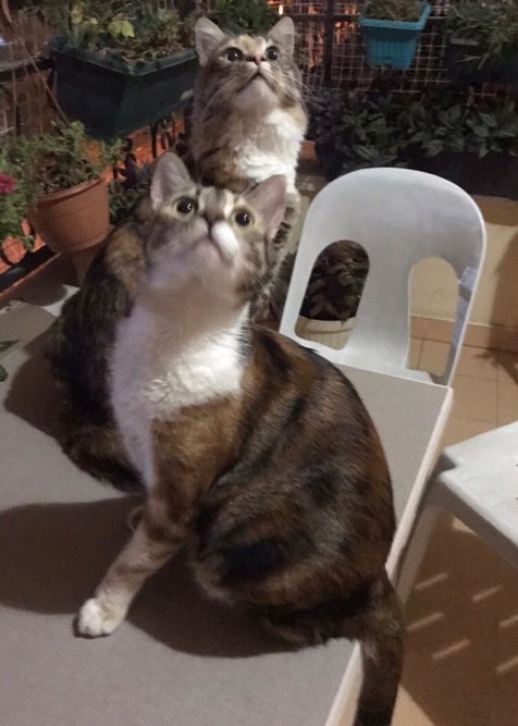 sitter photo