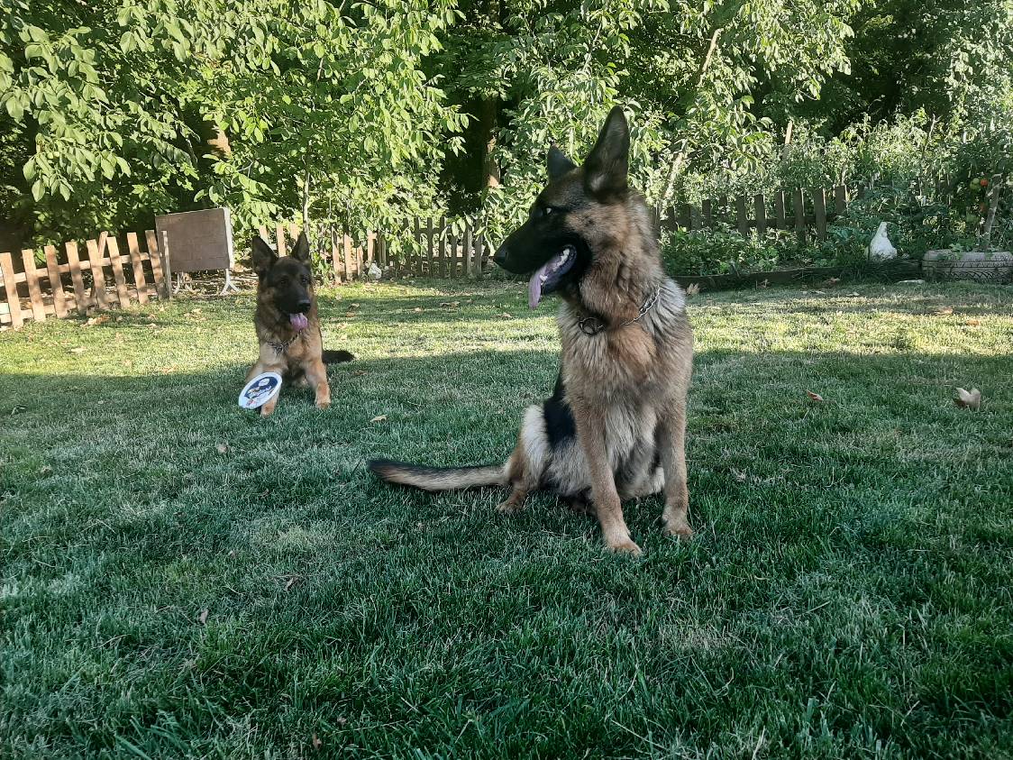 sitter photo