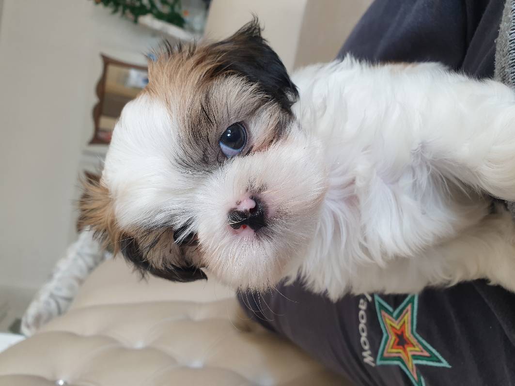 sitter photo