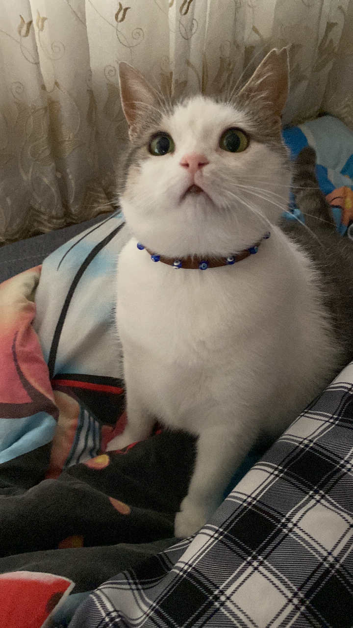 sitter photo