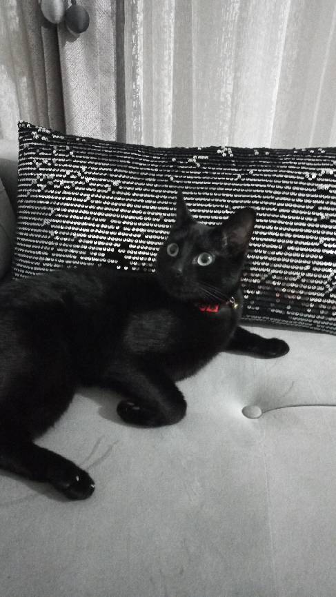sitter photo