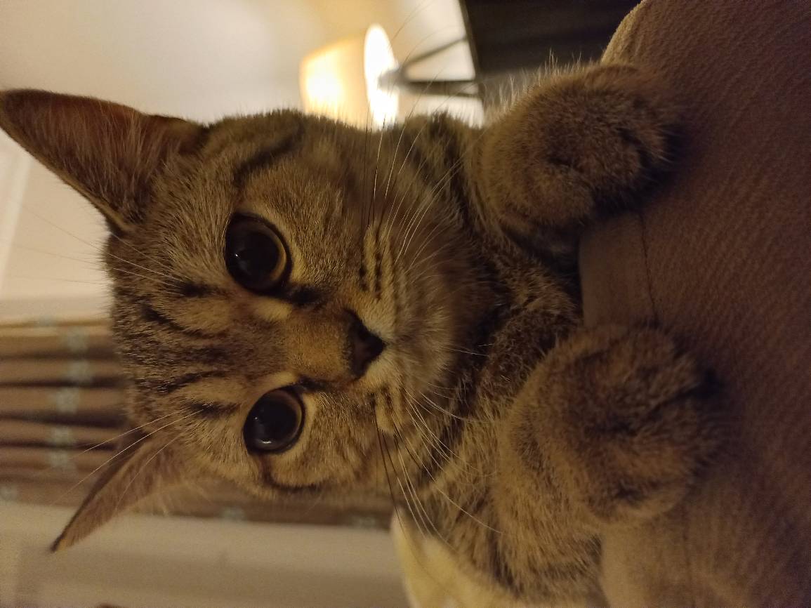 sitter photo