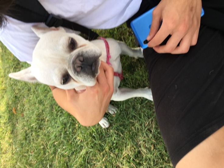 sitter photo
