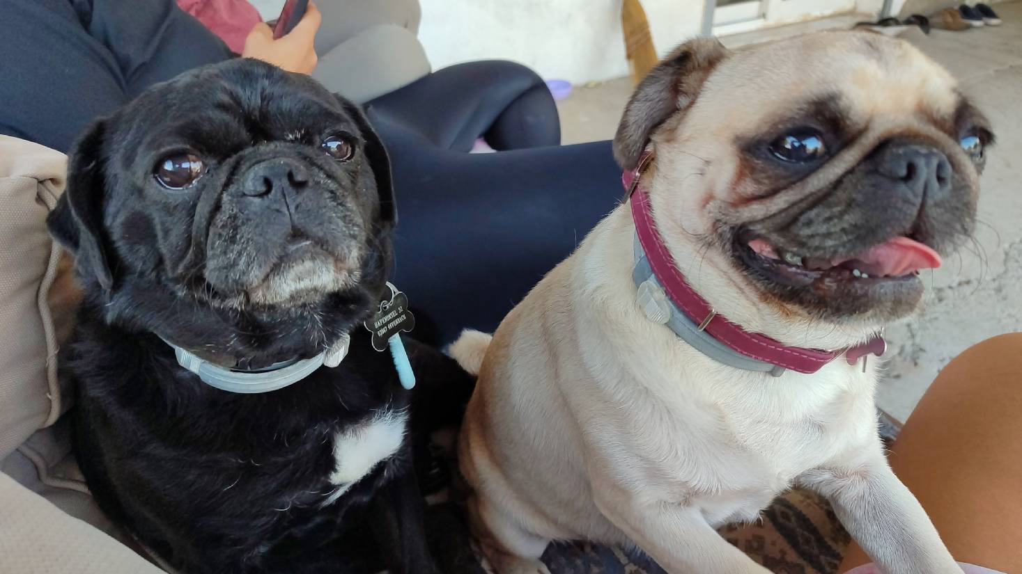sitter photo