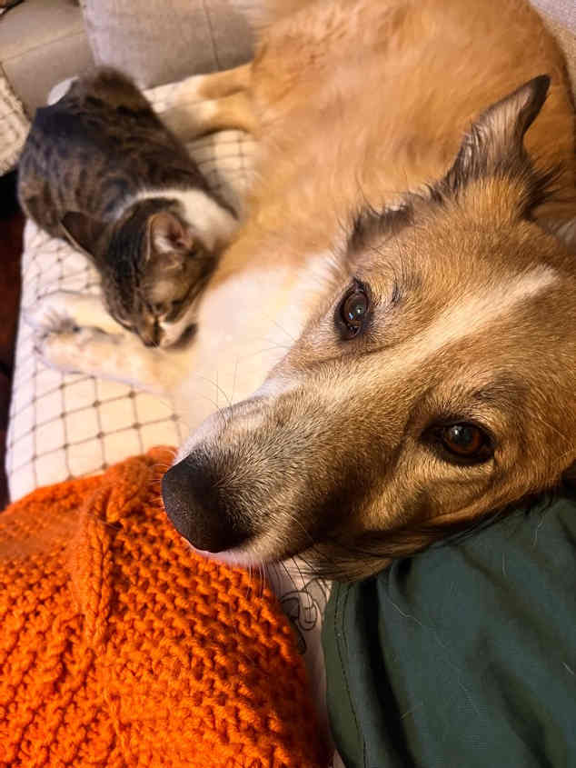 sitter photo