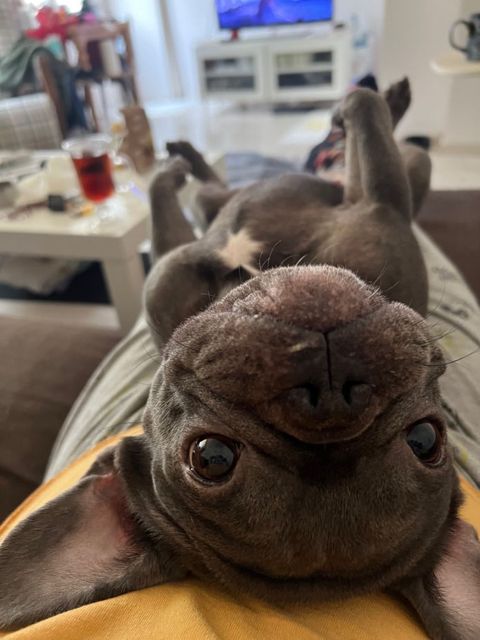 sitter photo