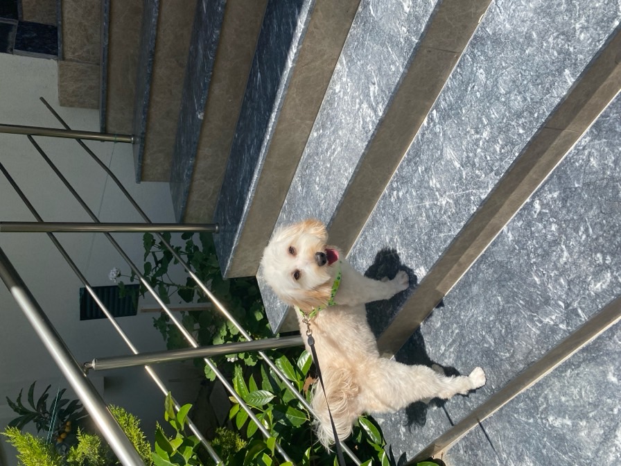 sitter photo