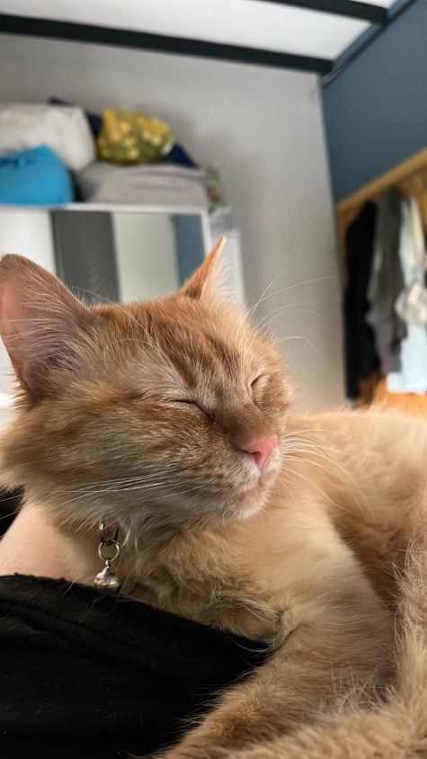 sitter photo