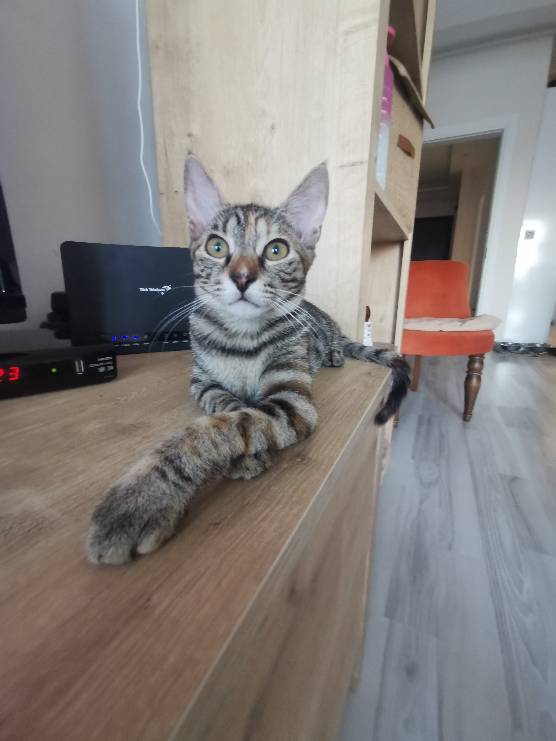 sitter photo