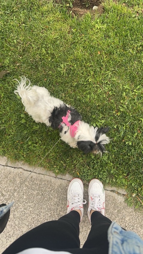 sitter photo