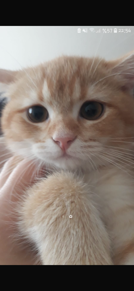sitter photo