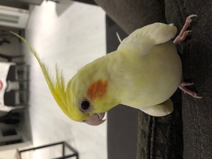sitter photo