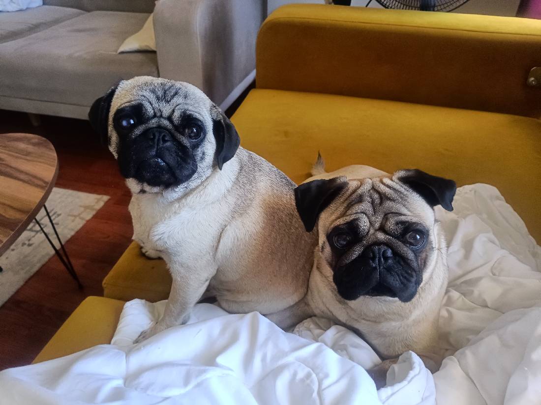 sitter photo