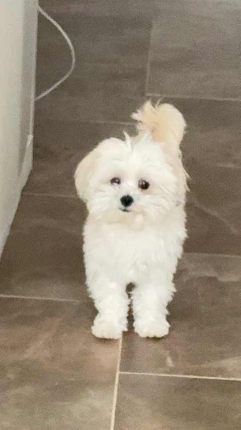 sitter photo