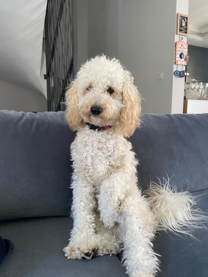 sitter photo