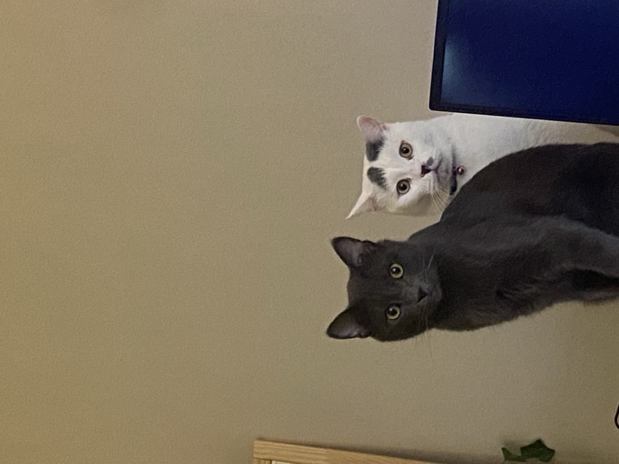 sitter photo
