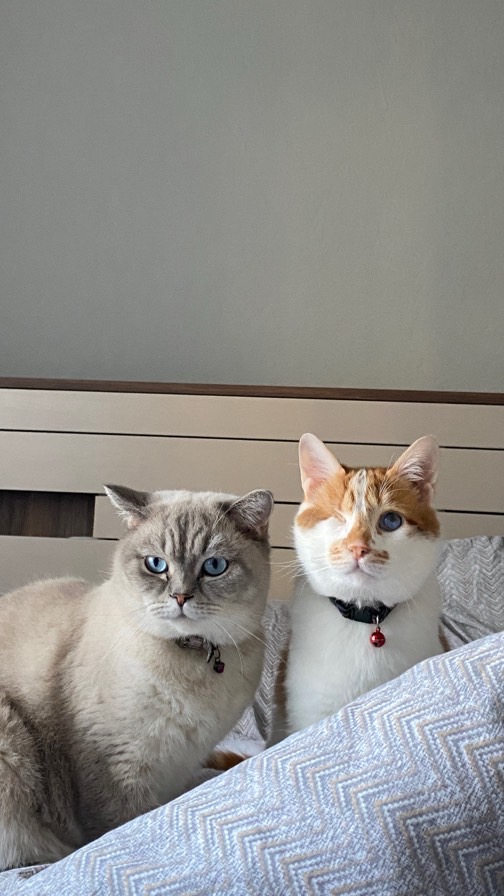 sitter photo