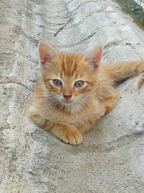 sitter photo