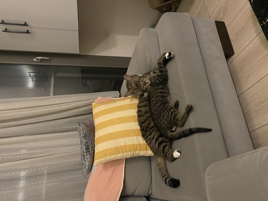 sitter photo