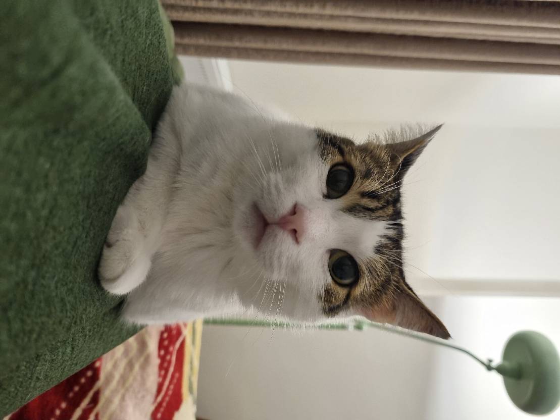 sitter photo