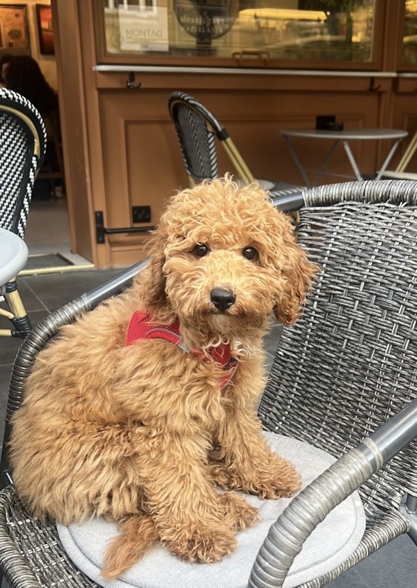 sitter photo