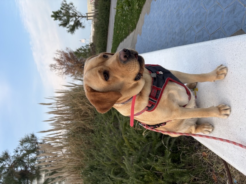 sitter photo