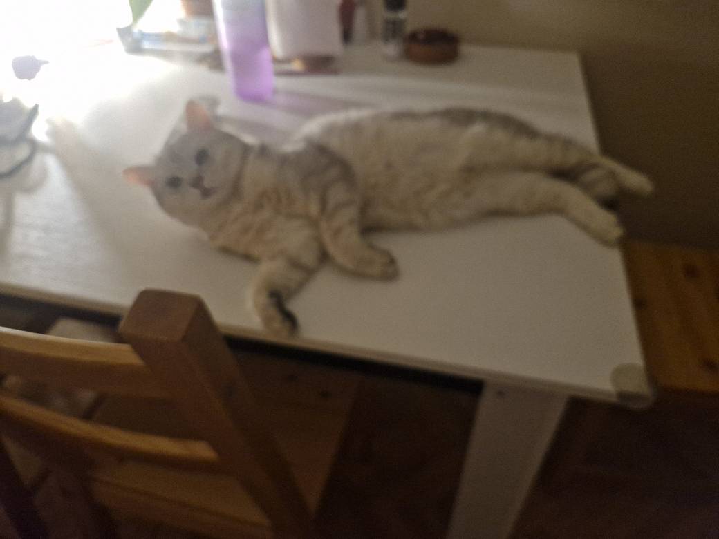 sitter photo