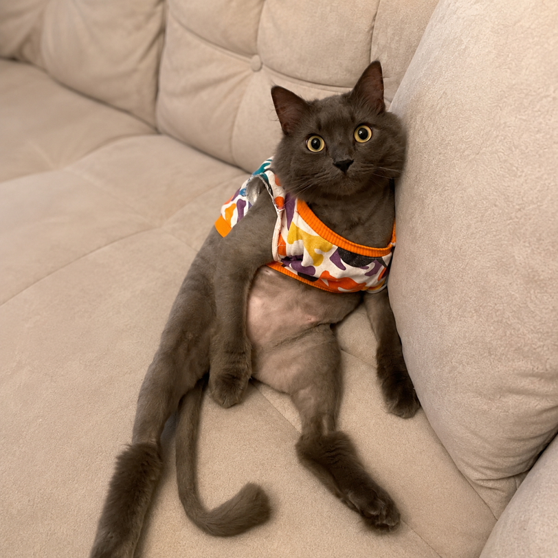 sitter photo
