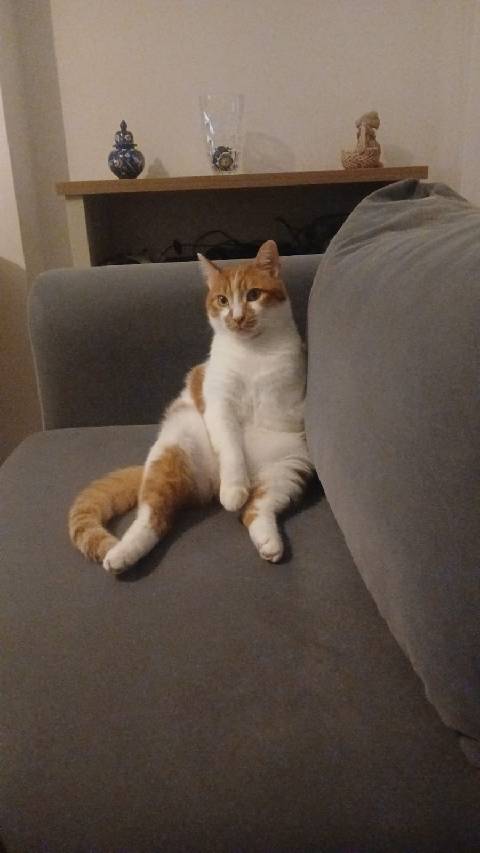 sitter photo